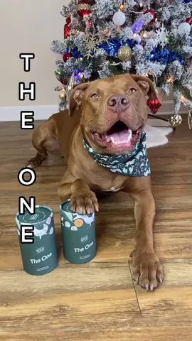 What makes your dog The One? #theonechallenge #dog #fotp #fyp