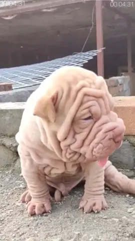 how many will u gimme?😭❤️🥺#pug #bff #viral #fyp #puppylove #puppytiktok