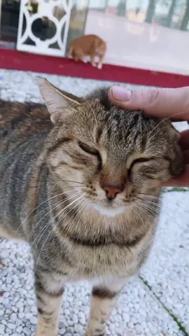 Beni görünce yanıma koşan akıllı kedim Lisa..#keşfet #kedi #efsane #kediler #cat