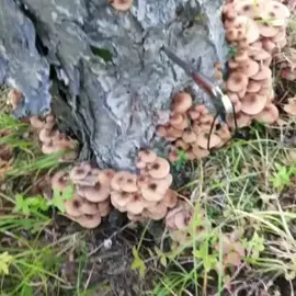 Воспоминания о дарах осени #грибы #камчатка