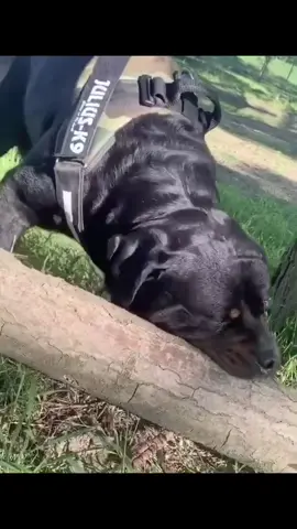 Puppy VS adult dog 🐶 #rottweiler #puppy #bigdog #gangrottie #funtime #teeth #strongdog #power #fy #fyp #foryoupage #viral #dlaciebie #shock #massive