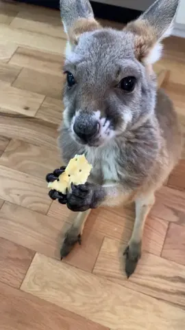 #babykangaroo #kangaroo #pet #animalsdoingthings #animallove #petkangaroo #louie #yum #exoticpet #exoticpetsoftiktok #PetsOfTikTok
