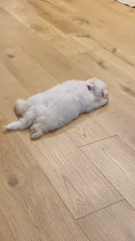 Can anyone explain this?🤣🐶🐾 #maltese #pup #puppy #dog #dogs #doglover #foryou #foryoupage