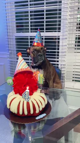 It’s my 4th birthday!- I swear I’m enjoying this!🥳 #vitotheboxer#foryou#birthdaydog#dogsoftiktok#celebration#happybirthday
