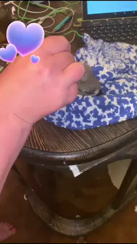 Снегирь выпал из гнезда, а его родители улетели...#покормите #камчатка