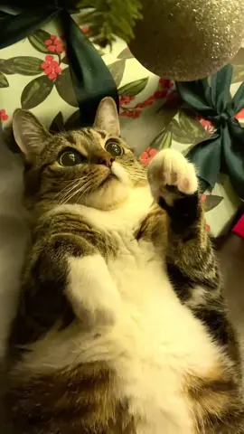 Can you see the twinkle in her eyes? #christmas #holiday #christmastree #fyp #foryou #foryoupage #viral #catlover #catsoftiktok #petlover