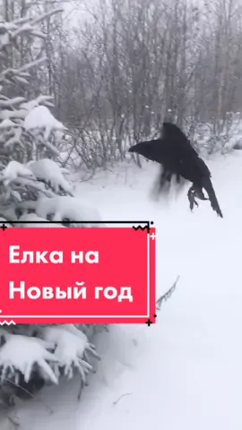 Так и гуляем 🤷‍♂️ #ворон #воронгоша #воронtv #raven #зима2020 #pet