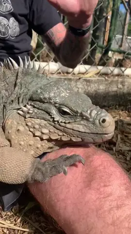 Let’s make Hemingway TikTok famous!!! 🙌🏻😂 #Reptile #ForYou #FYP #ForYouPage