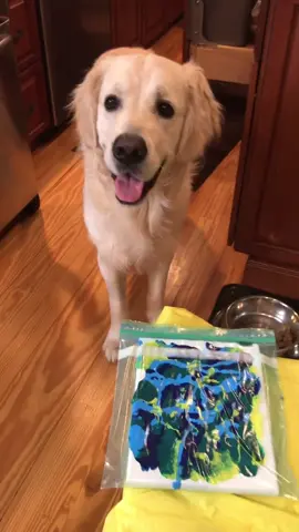 Thank you @doggonepurrty for this super fun idea! Grissom loved it🐶 #HelloWinter #DontDropTheOhYeah #goldenretrieverlife #YearOnTikTok