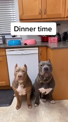 Monday’s dinner 🍽 #americanbully #americanbullyxl #dogsoftiktok #puppiesoftiktok #foryoupage #fyp #dinnertime #yummy #viral #puppy #cutedog #dog #yum