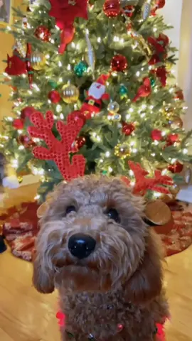 My heart 🥰 #fyp #foryou #dog #dogsoftiktok #christmas