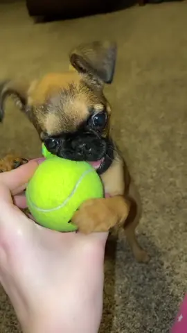 I don’t know how she can even fit a tennis ball into her mouth 😭😂😂❤️ #brusselsgriffon #puppy #cute