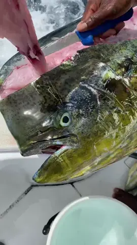 How to clean a giant bull dolphin in record time!! #productivity #asmr #fish #freshfood