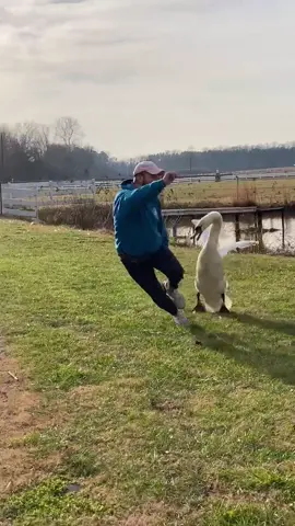 KILLER SWAN!! #attack #swan #mean #bully #foryou #foryoupage