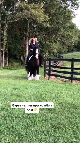 Photoshoots are more fun with horses 💛 #gypsyvanner #westernfashion #nfr