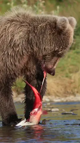 The Bear Necessities            #salmonfishing #grizzlybear #brownbear #ourplanetdaily #wildlifeplanet #wildlifefriend #discoverwildlife