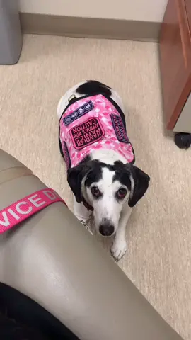 Apparently Jorgi’s got beef with my new doctor.￼😅 #dachshund #servicedog
