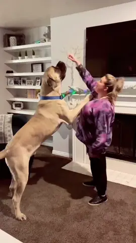 I love this dog! He is currently 165 lbs and still growing😯 He is expected to grow to 200-240 lbs. #englishmastiff #bigdog #doglover