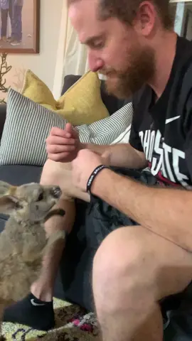 #wanttobemybuddy #foryou #kangaroo #PetsOfTikTok #babykangaroo #animal #animalsdoingthings #petlover #animallover #exoticpets #petkangaroo #buddies
