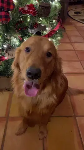 Merry Christmas from Remy! #loveitcouldntwearit #Christmas2020 #fyp #goldenretrieverlovers