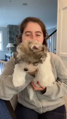 Little puppy! #fyp #puppy #cotondetulear #cotondetulearpuppy