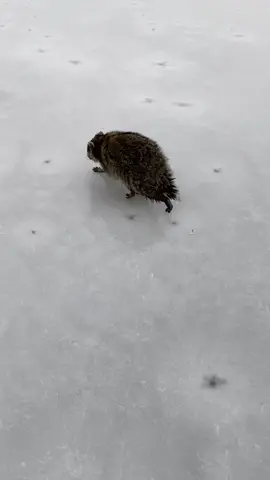 Saving one raccoon at a time #racoonsoftiktok #racoon #fyp #winter #fighter #CozyAtHome