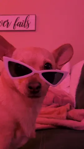 Someone take my phone from me 😂 #Hyperfixated #babyyoda #dog