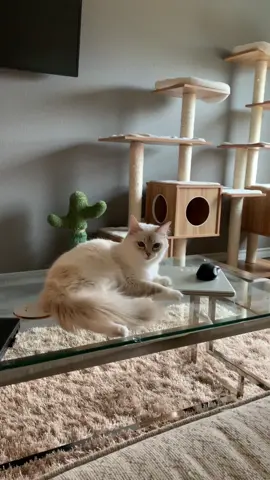 I like how the ball is close to the same color as the cat tree. Makes the game a little bit more challenging