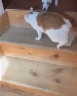 Weee😂😂Part 3/Follow for more#viral #fypシ #fyp #animal #fails #stunts #funny #yearontiktok #animalforyoupage