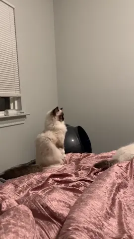 Alba has been acting a little crazy lately. I think he's happy their isn't kittens running around anymore