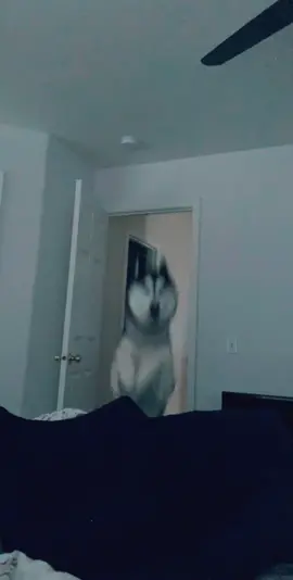 2021 going to hit us like... #kyethesiberian #siberianhuskies #dogsoftiktok #siberian #huskies