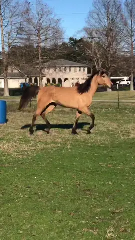 Happy New Year’s Eve from the real life Spirit and Rain #msumerlinssecret #spiritandrain #spiritstallionofthecimarron #reallifespiritandrain