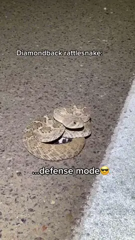 Full version of this vid. As you can see, rattlesnakes don’t want anything to do with people. #rattlesnake #diamondback #snake #arizona #foryou #fy