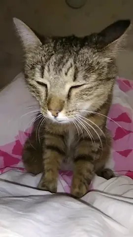 мур мур #домашниеживотные #кошка#мурлыкает