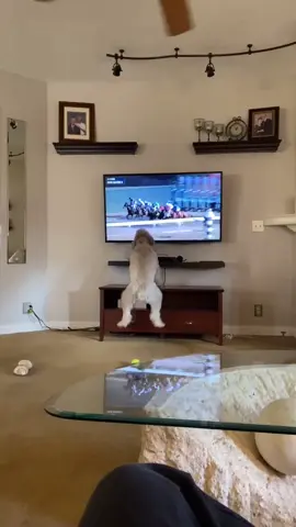 She goes crazy for horse races she LOVES them!!  Her name is Bella 💕 #dogsoftiktok #wheatenterrier