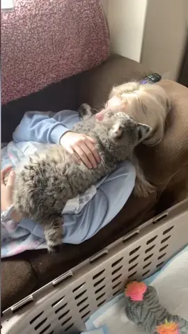 he loves to snuggle #bobcat #catsoftiktok #fyp #cuddles #cuddlebug