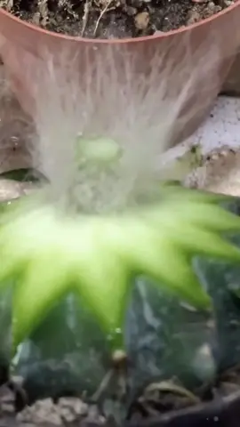 Grafting with cactus, you can also try this method#plants #garden #planting #gardening #fyp