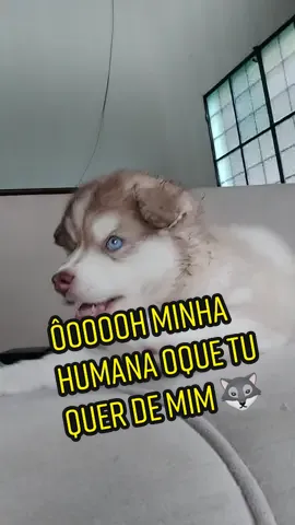 ôooh minha humana oque tu quer de mim!  #Rory🐺💙 #fy#fyy#fyy#fofo #humana #husky #petlover #filhote #viral #viralizo