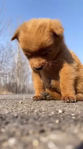 How sleepy is it. #funny #dog #socute