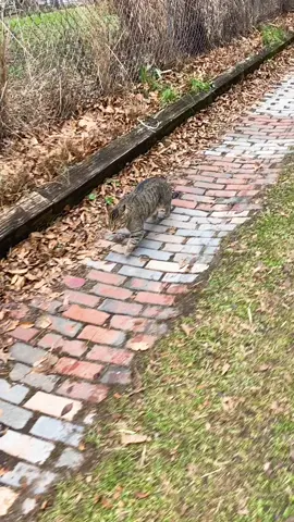 He’s such a good boy 🧡😻 #cats #walking #winter #DailyVlog