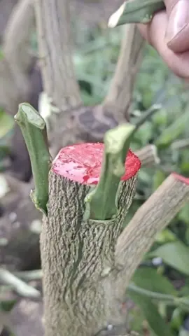 Now is the time to graft orange trees, and share with you the grafting methods#plants #garden #planting #gardening #fyp