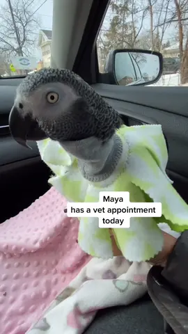 #rokkoandtheflock #mimascotayyo #fyp #crazybirdlady #parrot_lover #prettybird #mypet #parrotsoftiktok #birdmemes #africangrey #parrot_life #birdlover