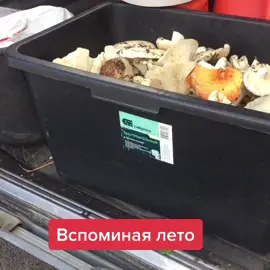 Вспоминаем летние грибы...#лето