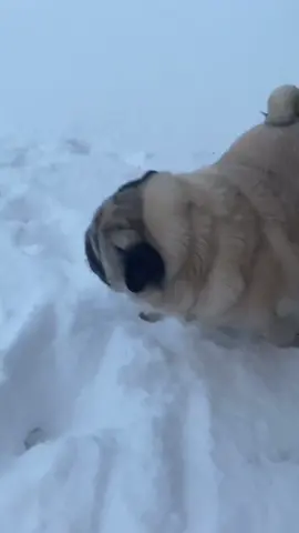 Dog just vibing (@binhanas) #fyp #foryoupage