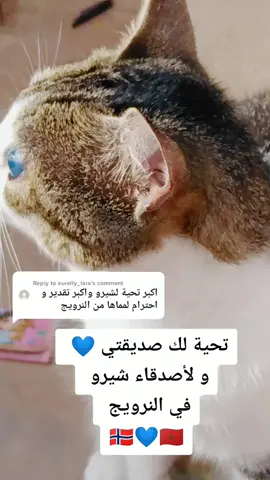 Reply to @aurelly_lara #norway #morocco #نرويج #المغرب