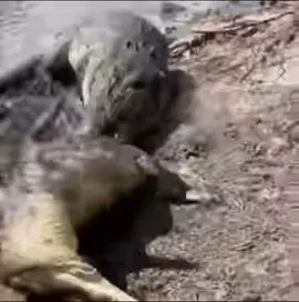 #croc #crocodile #deathroll #aligator #gator #fyp