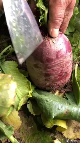 Cutting beetroot ! #satisfying #asmr ￼
