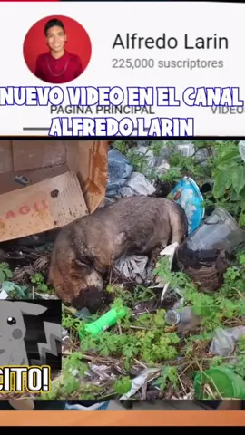 abandonaron al perrito #alfredolarin #yudivargas #atiliolarin #parati