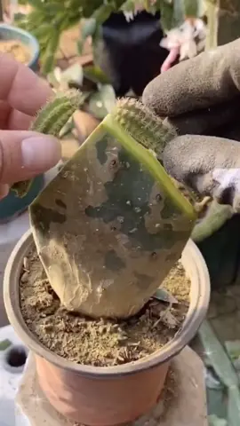 Cactus grafting method sharing#plants #graft #garden #gardening #planting #fyp
