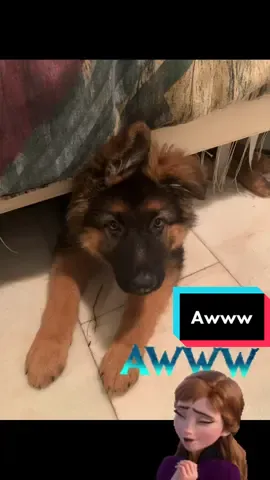 #germanshepherd #fyp #foryoupage #puppylove #dogoftiktok #cutepuppy
